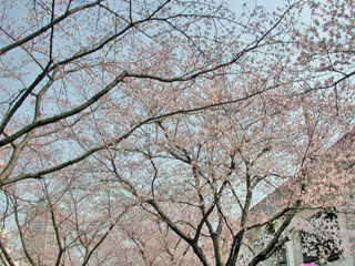 sakura.jpg
