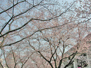 sakura.jpg